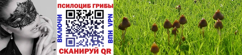 где купить наркотик  Жердевка  Галлюциногенные грибы Psilocybe 